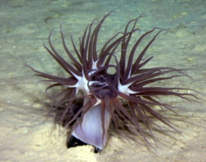 Представитель Семейства Actinernidae
